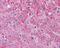 Vasoactive Intestinal Peptide Receptor 2 antibody, NLS1306, Novus Biologicals, Immunohistochemistry frozen image 