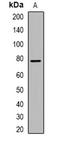 Heat Shock Protein Family A (Hsp70) Member 5 antibody, orb382708, Biorbyt, Western Blot image 