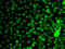Krueppel-like factor 9 antibody, LS-C346275, Lifespan Biosciences, Immunofluorescence image 