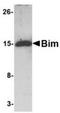 BCL2 Like 11 antibody, NBP1-75511, Novus Biologicals, Western Blot image 