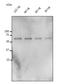 Progastricsin antibody, orb334778, Biorbyt, Western Blot image 