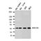 Protein FAM3B antibody, orb49001, Biorbyt, Western Blot image 