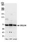 Ubiquilin-4 antibody, A305-237A, Bethyl Labs, Western Blot image 