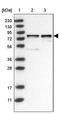 DDB1 And CUL4 Associated Factor 8 antibody, PA5-55548, Invitrogen Antibodies, Western Blot image 