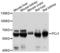 Phosphoenolpyruvate carboxylase antibody, LS-C331841, Lifespan Biosciences, Western Blot image 