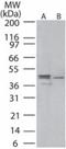 Mitogen-Activated Protein Kinase Kinase 1 antibody, TA336999, Origene, Western Blot image 