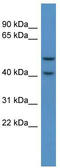 Fukutin Related Protein antibody, TA335471, Origene, Western Blot image 