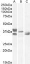 Renalase, FAD Dependent Amine Oxidase antibody, orb18989, Biorbyt, Western Blot image 