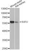 SUFU Negative Regulator Of Hedgehog Signaling antibody, A13429, ABclonal Technology, Western Blot image 