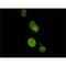 Spectrin Repeat Containing Nuclear Envelope Protein 2 antibody, MBS375177, MyBioSource, Immunofluorescence image 