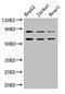 Stromal Interaction Molecule 2 antibody, orb46923, Biorbyt, Western Blot image 