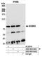 Small G Protein Signaling Modulator 3 antibody, A305-661A-M, Bethyl Labs, Immunoprecipitation image 