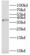 Peroxisomal Biogenesis Factor 2 antibody, FNab06966, FineTest, Western Blot image 