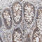 Optineurin antibody, HPA003279, Atlas Antibodies, Immunohistochemistry paraffin image 