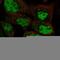 Zinc finger protein ubi-d4 antibody, HPA020880, Atlas Antibodies, Immunofluorescence image 