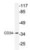 CD34 antibody, AP20634PU-N, Origene, Western Blot image 