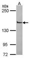 PTPRF Interacting Protein Alpha 1 antibody, PA5-22375, Invitrogen Antibodies, Western Blot image 