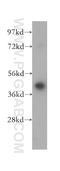 Wnt Family Member 2 antibody, 11160-1-AP, Proteintech Group, Western Blot image 