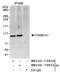 Family With Sequence Similarity 91 Member A1 antibody, NB100-79831, Novus Biologicals, Western Blot image 