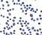 Sushi Domain Containing 3 antibody, PA5-72892, Invitrogen Antibodies, Immunocytochemistry image 