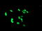 PHD Finger Protein 7 antibody, LS-C173961, Lifespan Biosciences, Immunofluorescence image 