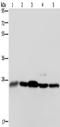 HMG1 antibody, TA350691, Origene, Western Blot image 