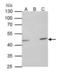 Tu Translation Elongation Factor, Mitochondrial antibody, PA5-27512, Invitrogen Antibodies, Immunoprecipitation image 