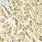 C-Terminal Binding Protein 1 antibody, LS-C331649, Lifespan Biosciences, Immunohistochemistry paraffin image 