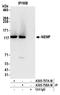 Nuclear Export Mediator Factor antibody, A305-757A-M, Bethyl Labs, Immunoprecipitation image 