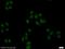 Zinc finger and BTB domain-containing protein 25 antibody, 25631-1-AP, Proteintech Group, Immunofluorescence image 