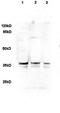 Delta Like Non-Canonical Notch Ligand 1 antibody, orb13375, Biorbyt, Western Blot image 