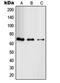 RAB11 Family Interacting Protein 4 antibody, LS-C353582, Lifespan Biosciences, Western Blot image 