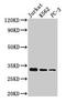 H13 antibody, LS-C670389, Lifespan Biosciences, Western Blot image 