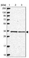 Mitochondrial Ribosomal Protein L4 antibody, PA5-62361, Invitrogen Antibodies, Western Blot image 