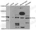 CCCTC-Binding Factor Like antibody, A6149, ABclonal Technology, Western Blot image 