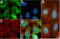 Ribosomal Protein S6 antibody, 710394, Invitrogen Antibodies, Immunofluorescence image 