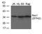 ZFP42 Zinc Finger Protein antibody, TA347850, Origene, Western Blot image 