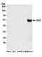 CD27 Molecule antibody, A304-380A, Bethyl Labs, Western Blot image 