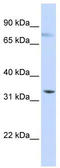 Sialic Acid Binding Ig Like Lectin 6 antibody, TA346278, Origene, Western Blot image 