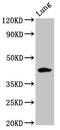 Fucosyltransferase 3 (Lewis Blood Group) antibody, LS-C673270, Lifespan Biosciences, Western Blot image 