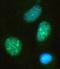 Lysine-specific demethylase 2A antibody, NBP1-78305, Novus Biologicals, Immunocytochemistry image 