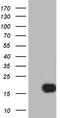 Trefoil Factor 1 antibody, TA804519, Origene, Western Blot image 