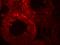 ADAM Metallopeptidase Domain 29 antibody, A07531, Boster Biological Technology, Immunofluorescence image 