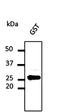 GST antibody, orb11609, Biorbyt, Western Blot image 
