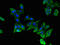 KRAB Box Domain Containing 4 antibody, LS-C395368, Lifespan Biosciences, Immunofluorescence image 