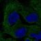 Poly(A) Binding Protein Interacting Protein 2B antibody, HPA072371, Atlas Antibodies, Immunofluorescence image 