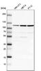 Lon protease homolog, mitochondrial antibody, PA5-51692, Invitrogen Antibodies, Western Blot image 
