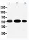 Solute Carrier Family 1 Member 1 antibody, PA5-80010, Invitrogen Antibodies, Western Blot image 
