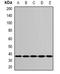 Ribosomal Protein S3A antibody, orb382017, Biorbyt, Western Blot image 