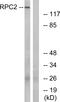RNA Polymerase III Subunit B antibody, A06213-1, Boster Biological Technology, Western Blot image 
